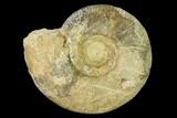 Bathonian Ammonite (Procerites) Fossil - France #152714-1